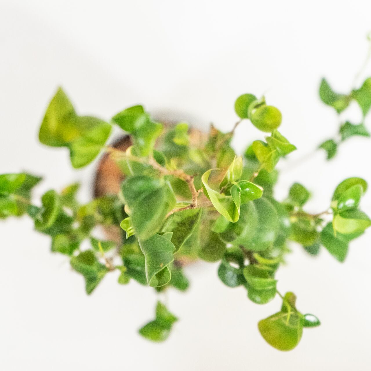 ベンジャミン・バロック おしゃれ部屋に映える渦巻き葉の観葉植物 モルタル鉢