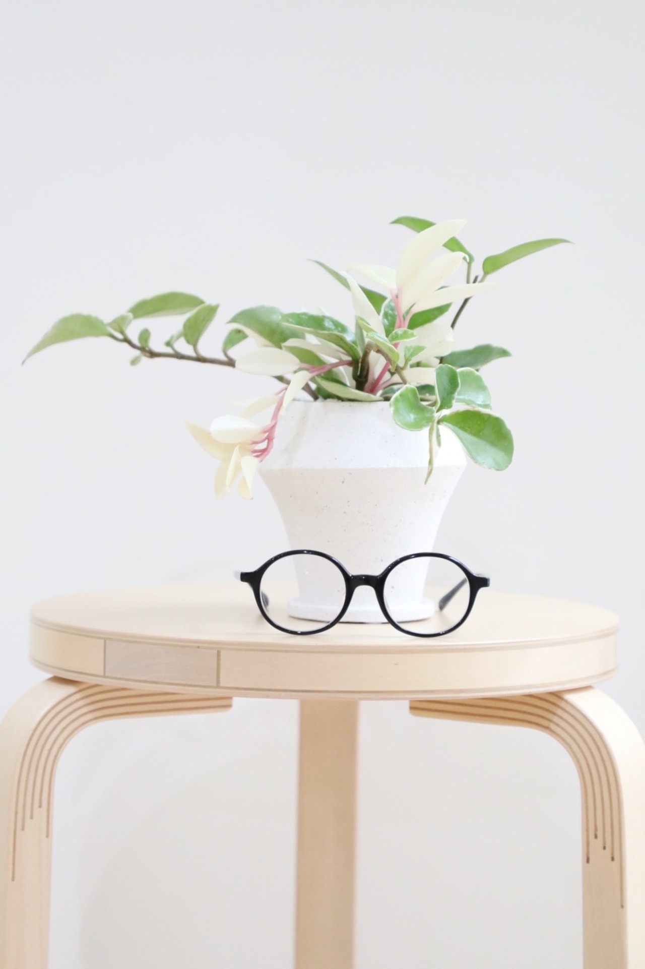 【S】ホヤ リップカラー/Hoya　