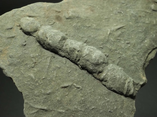 三葉虫の休息痕【Rusophycus】アメリカ・インディアナ州産/這い跡/生痕化石