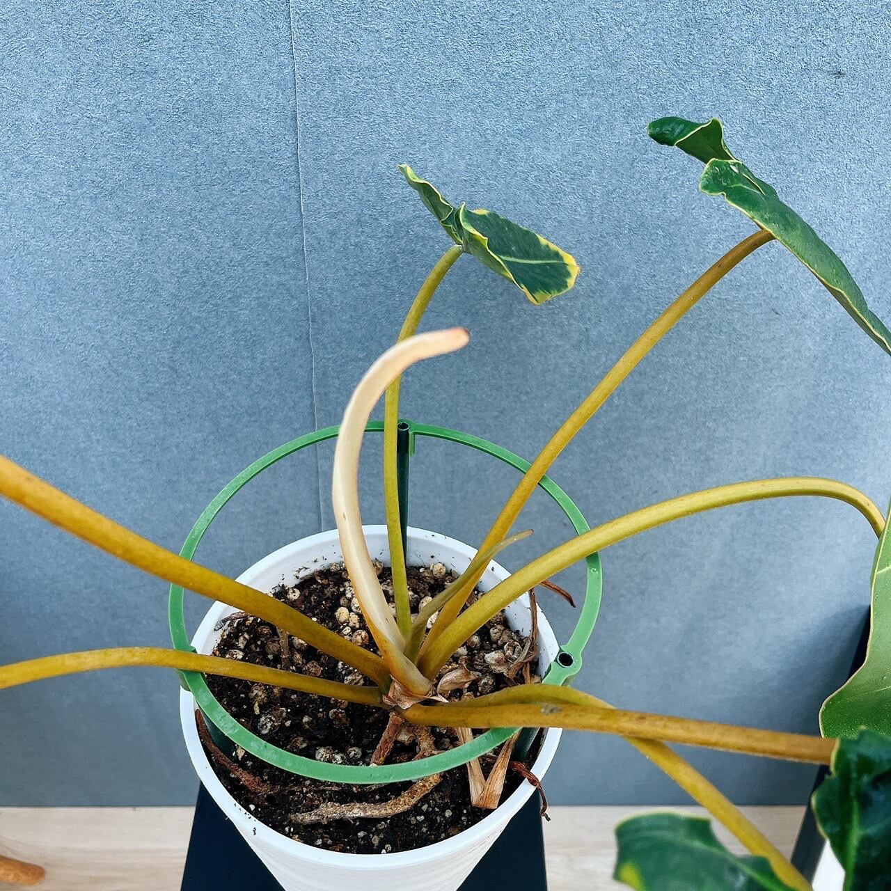 現品］【希少】96番 フィロデンドロン ビレッティア 6号 観葉植物 室内