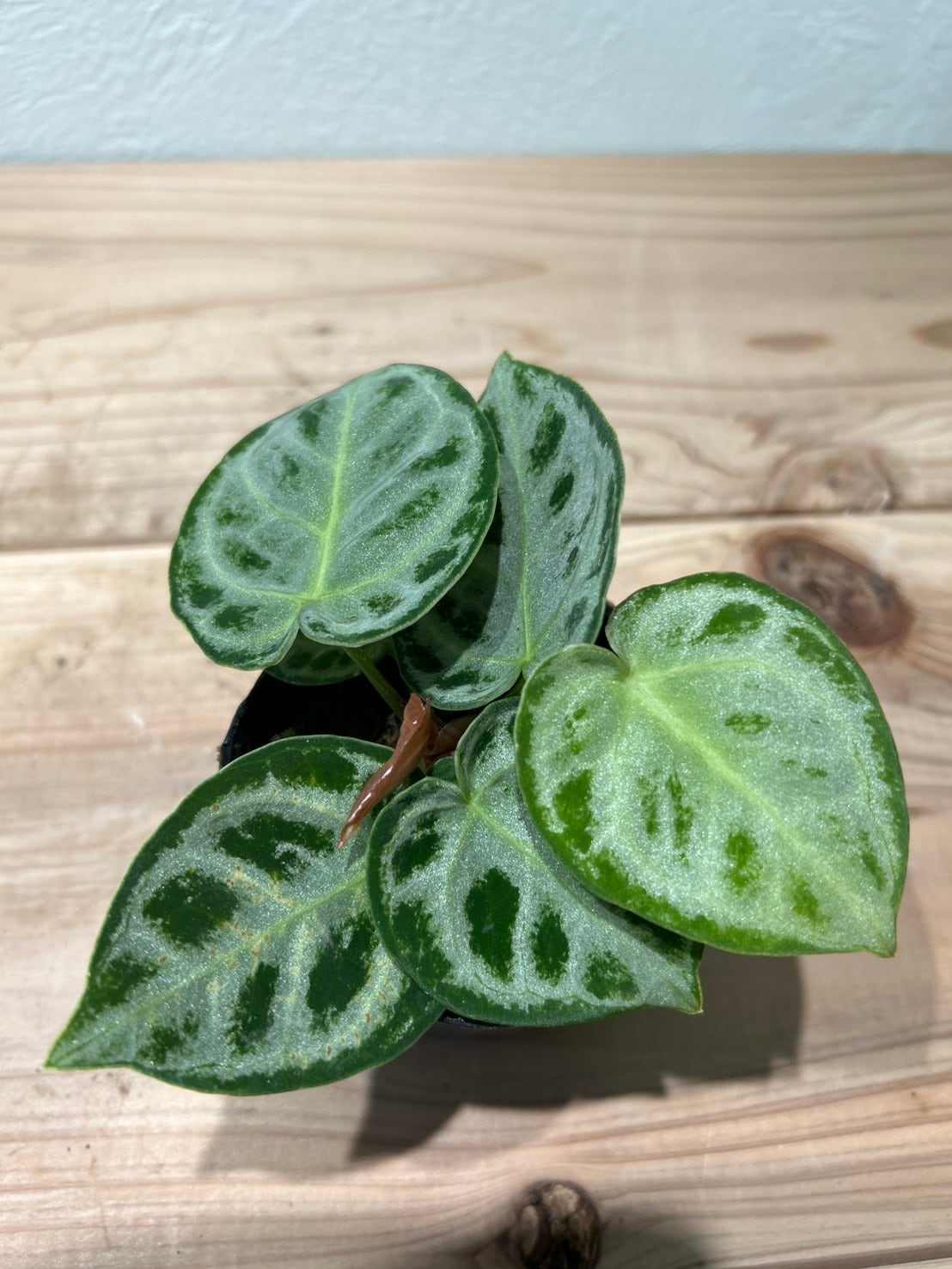 希少美株】アンスリウム・ビッタリフォリウム 2.5号／垂れ葉ビロード系