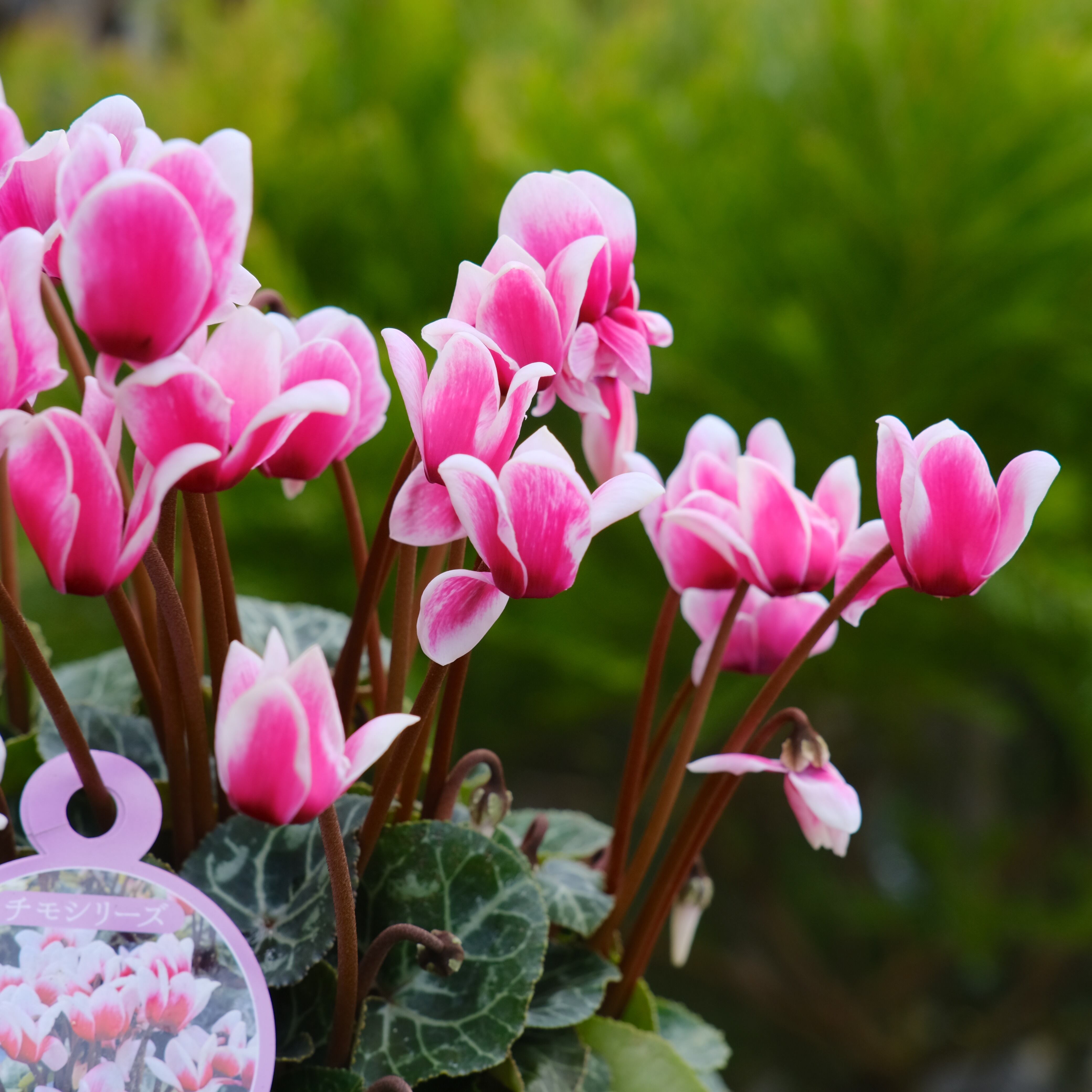 シクラメン チモシリーズ《 ピコティ 一重 》 | グリーンギャラリー