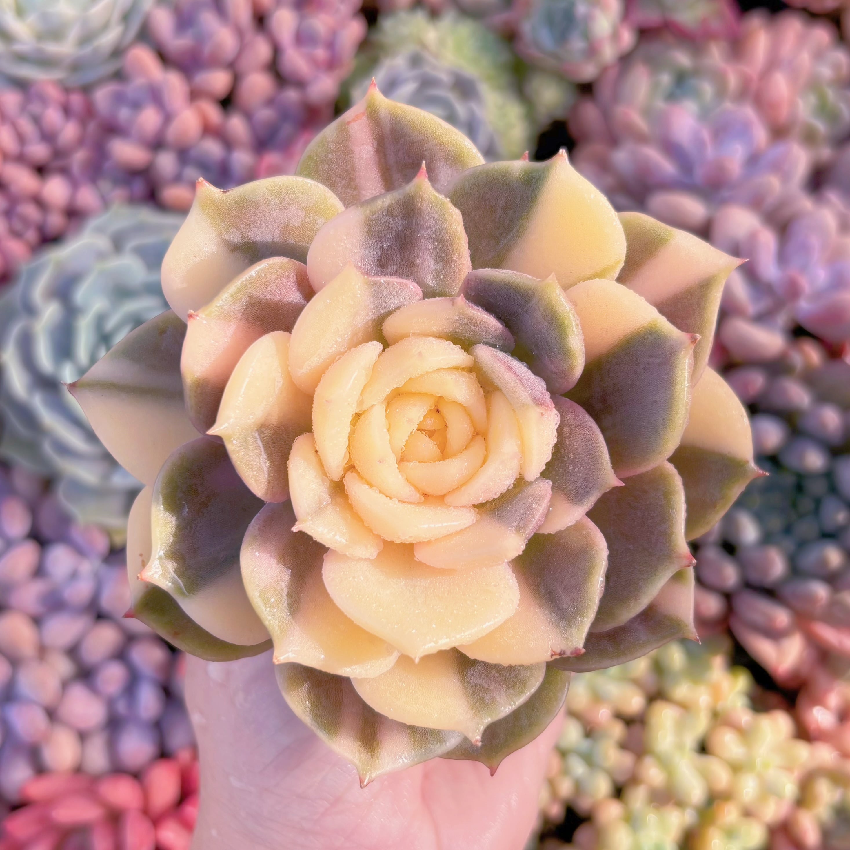 現品　レイクバイカル錦 アイボリー斑 Echeveria 'Lake Baikal Variegated'#611　極美　希少　るる農園