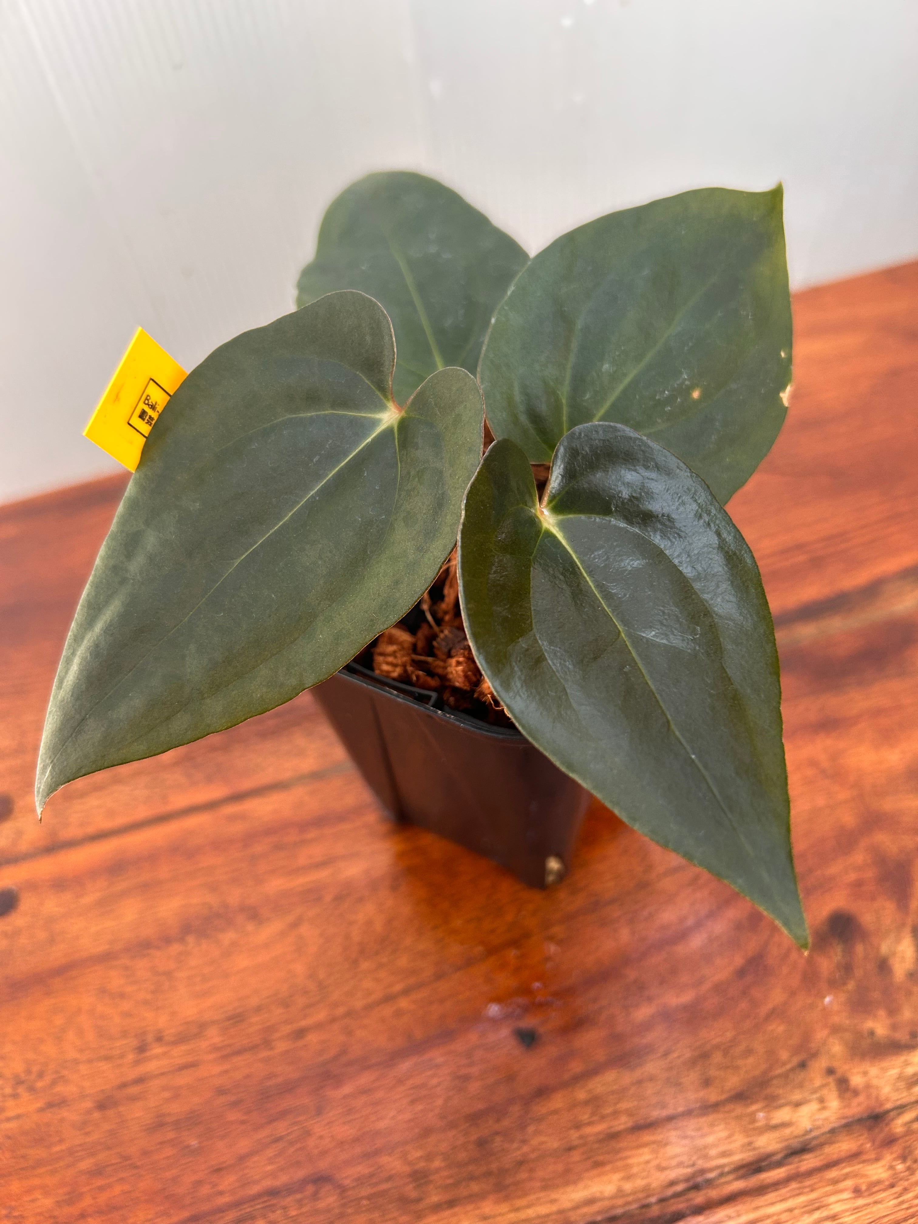 Anthurium | BALI-AN 園芸