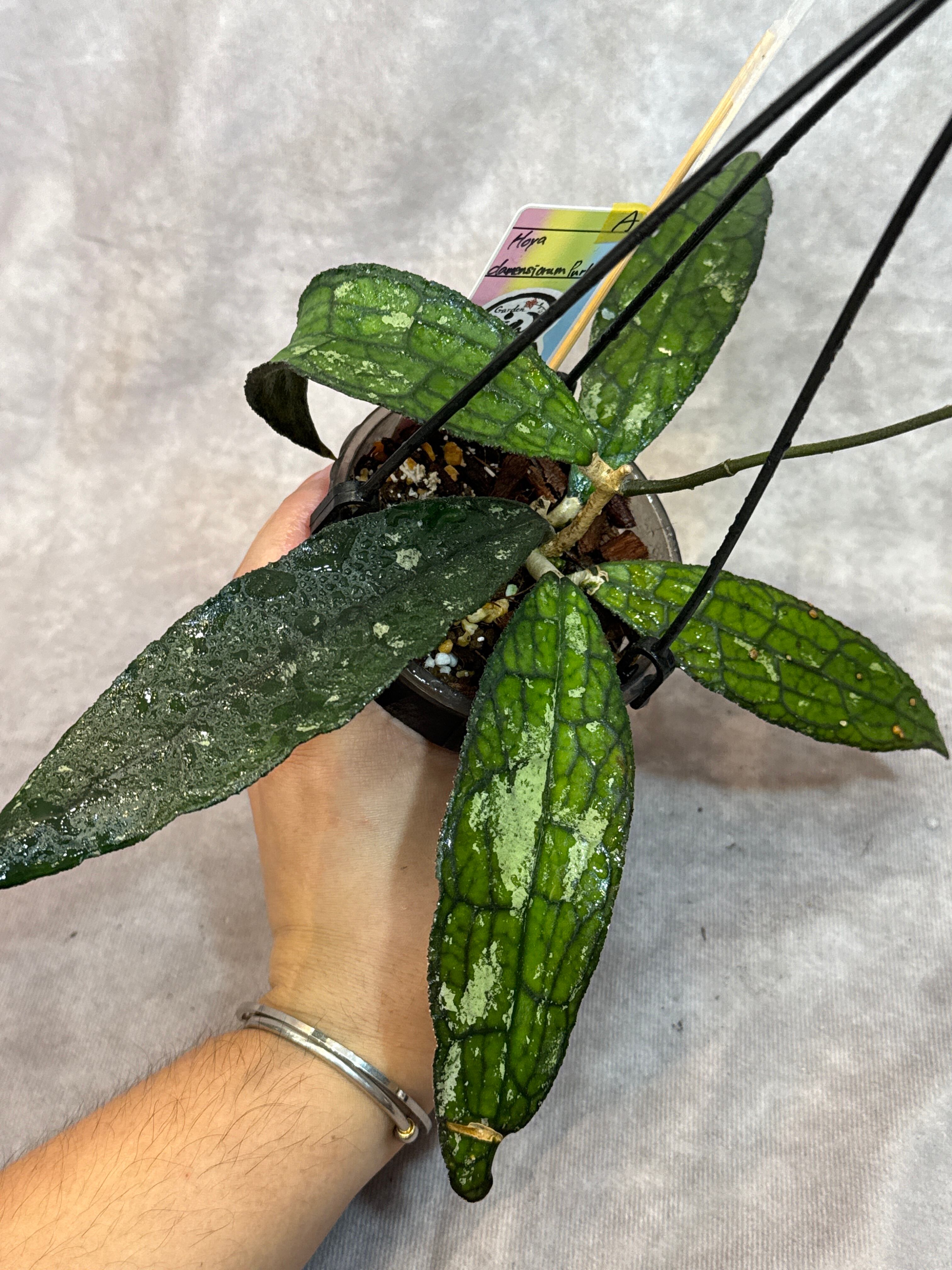 A. Hoya clemensiorum Purba / ホヤ クラメンシオラム プルバ | Garden