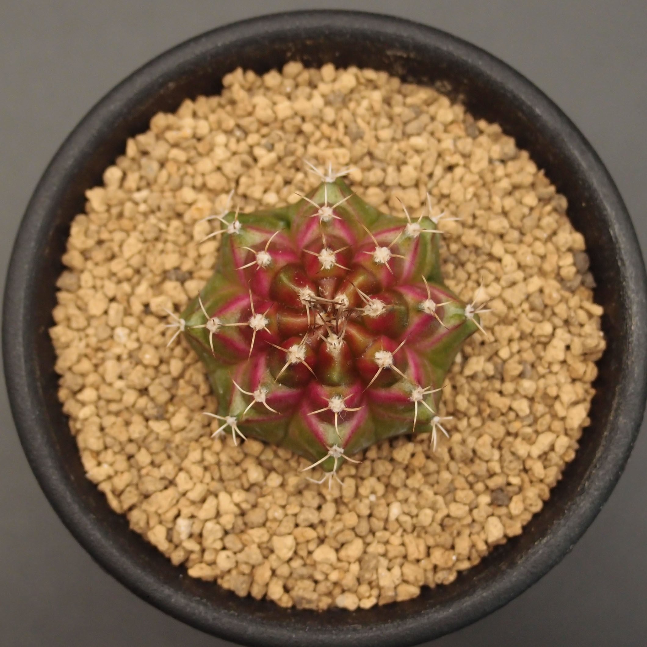 メガタエ (B01)：ギムノカリキウム属 | 万緑 BAN RYOKU