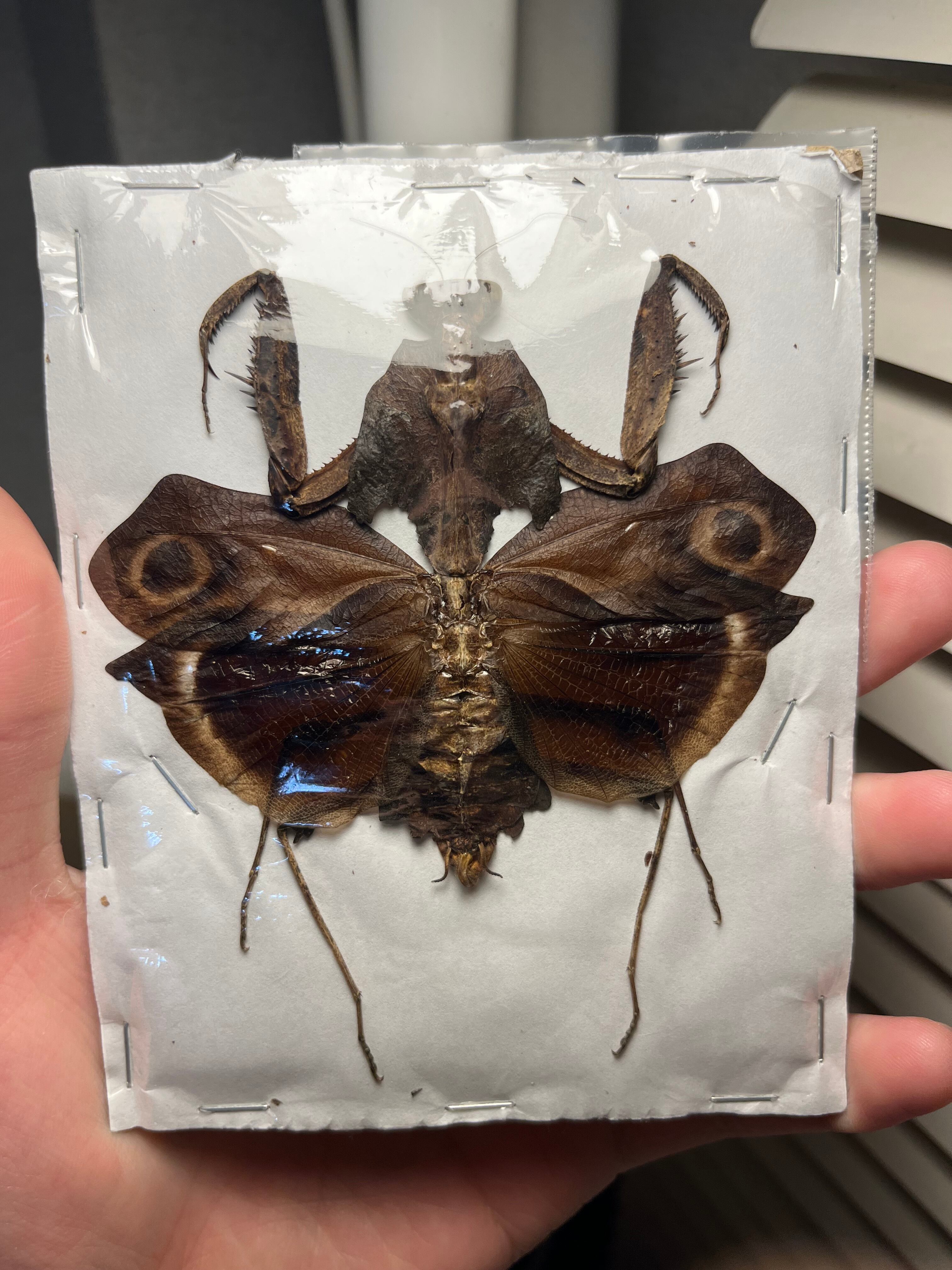メダマカレハカマキリ 標本 マンティスタランチュラムカデセンチピード