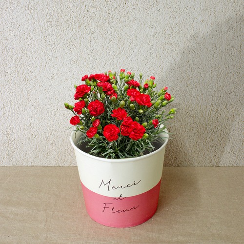 早割10％OFF【2026 Mother's Day　HP₋11 カーネーション鉢植え（レッド）】母の日｜鉢植え｜母の日ギフト｜母の日　アジサイ｜