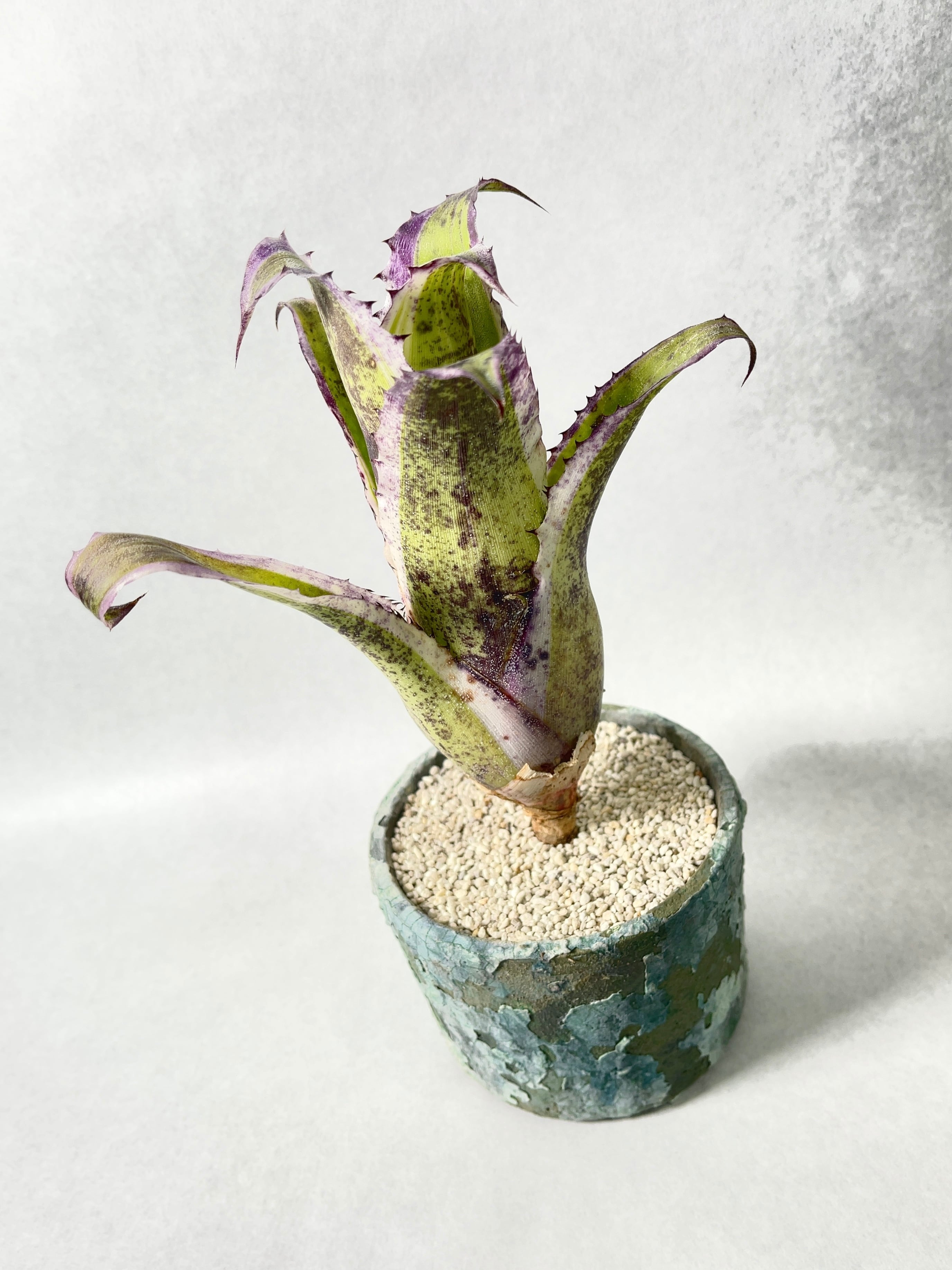 2c3f24f010e9deeb5bc5f1b6ae4339