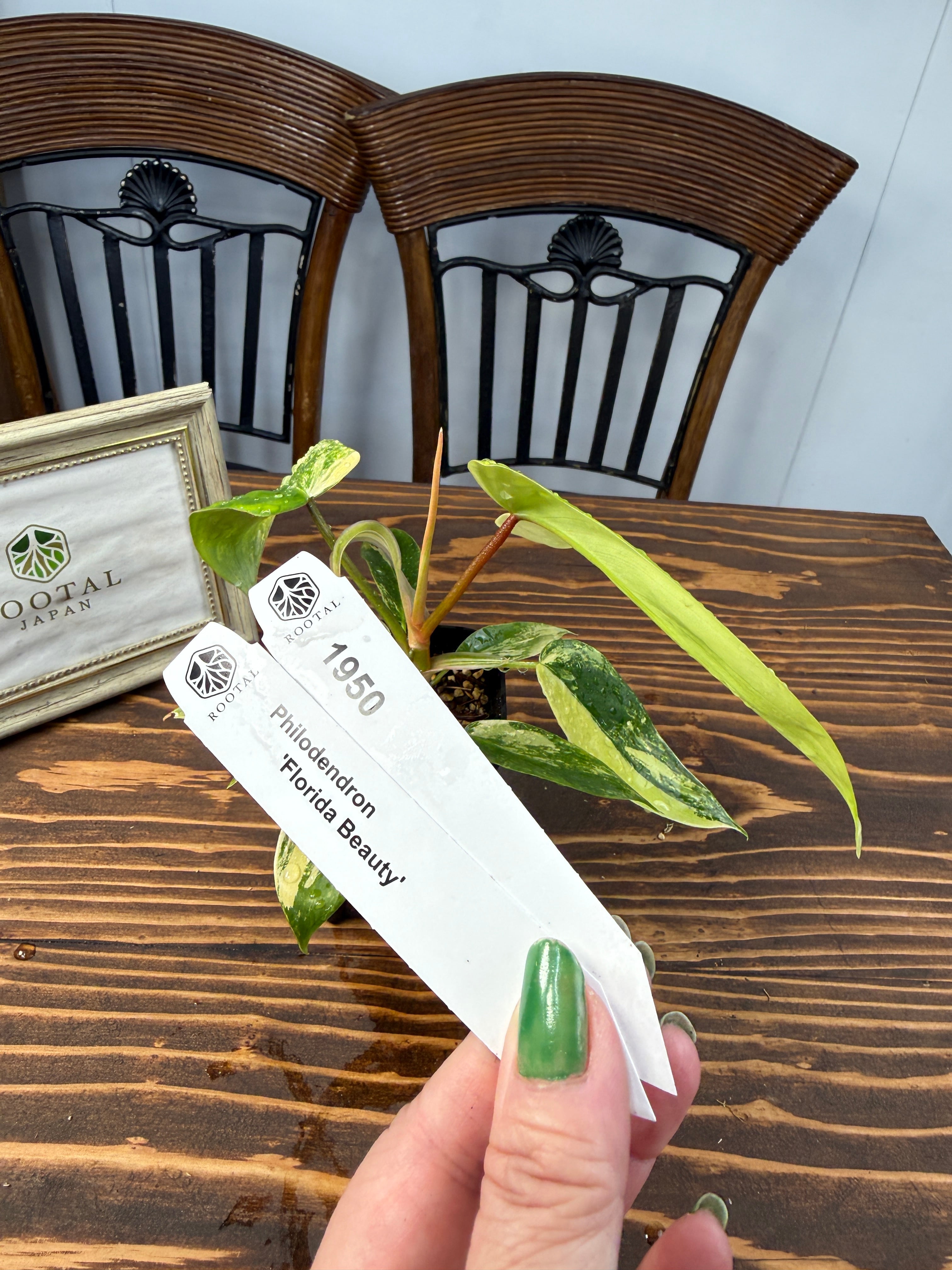 フィロデンドロン | ROOTALPLANTS