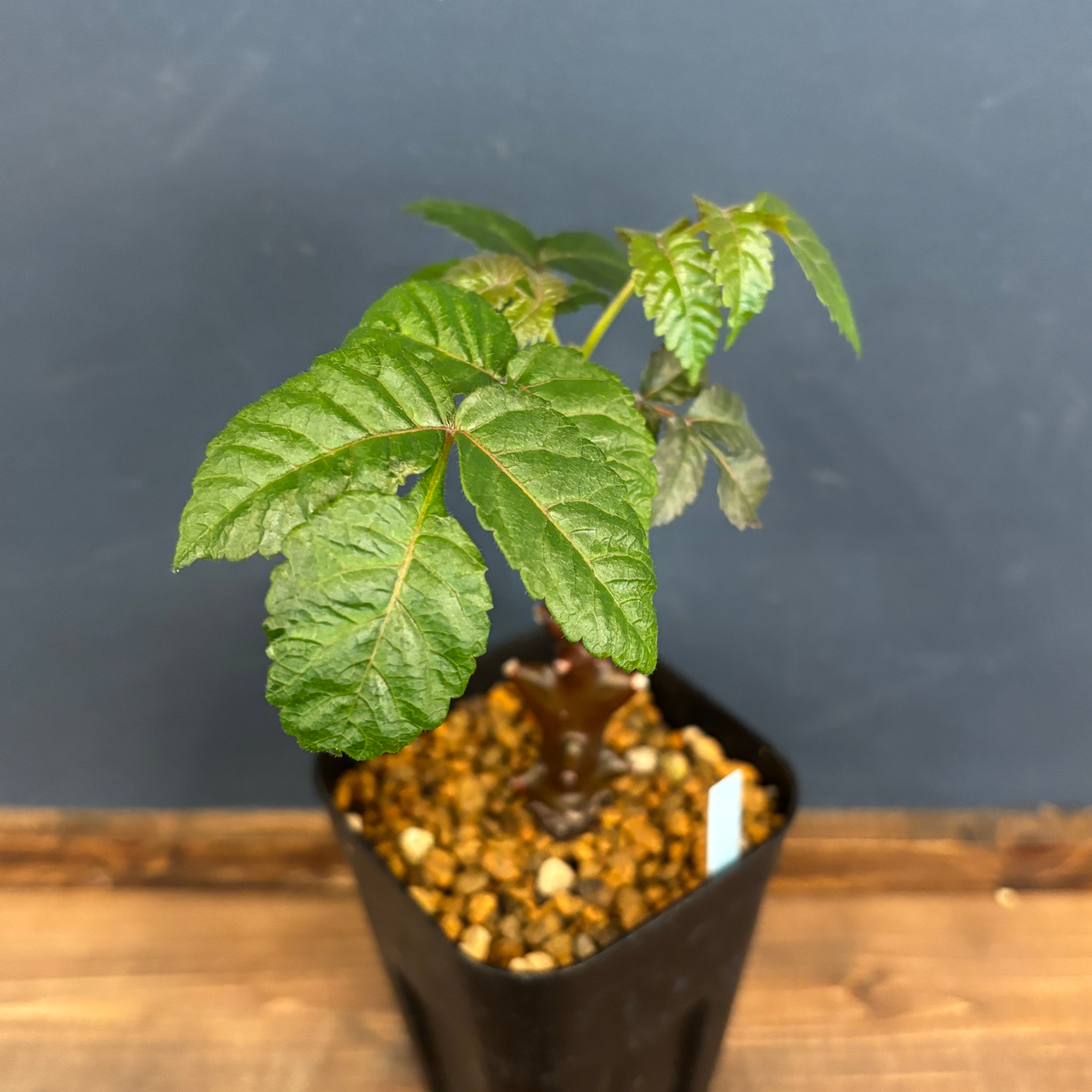 ベイセリア メキシカーナ【112】 | PROTOLEAF プロトリーフ