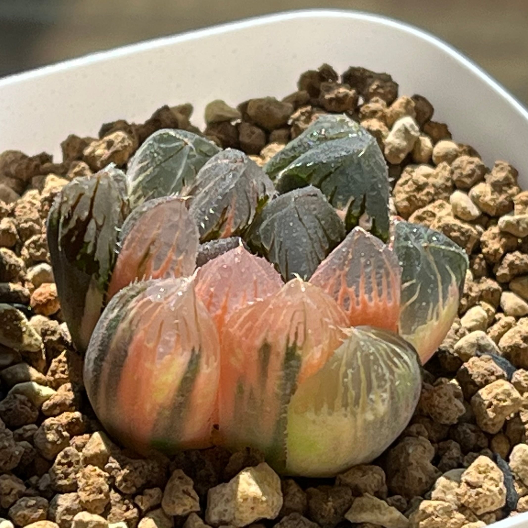 ハオルチア バディア 白鳳錦 | mocono_plants