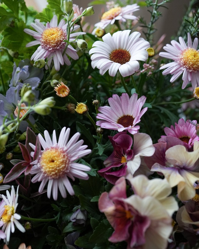 【寄せ植えセット】マーガレット、ビジューマム、オステオなどの優しい色の花苗セット