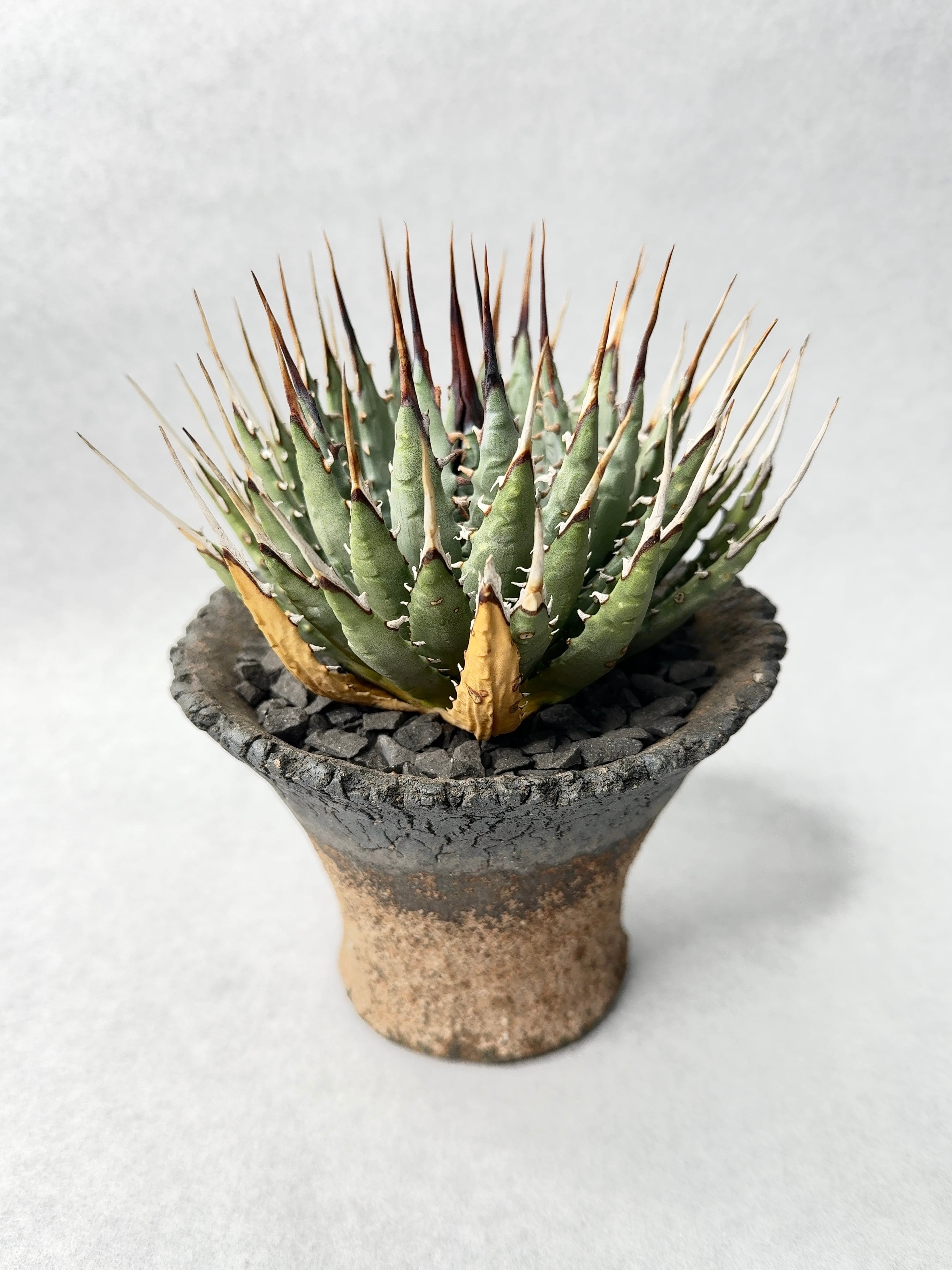 アガベ ユタエンシス アガベ・ユタエンシス | trigger