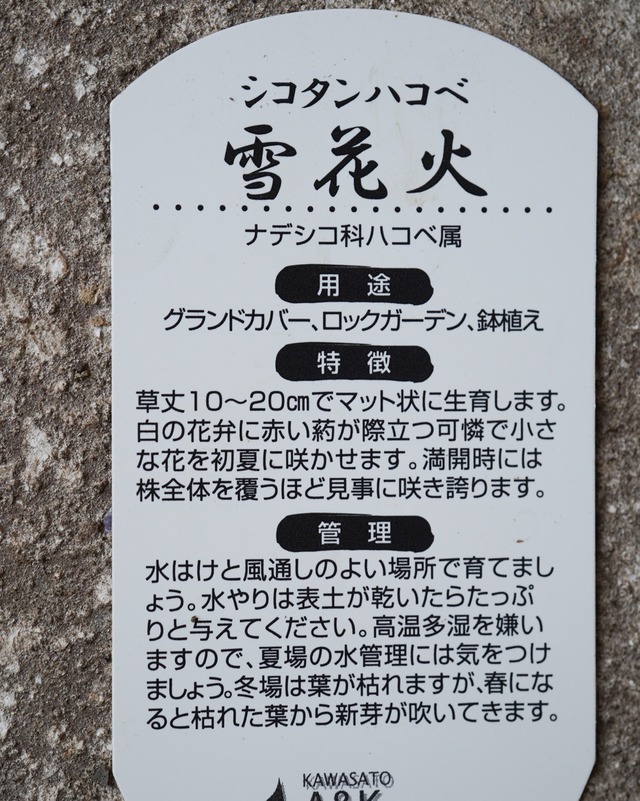 シコタンハコベ　雪花火　３号