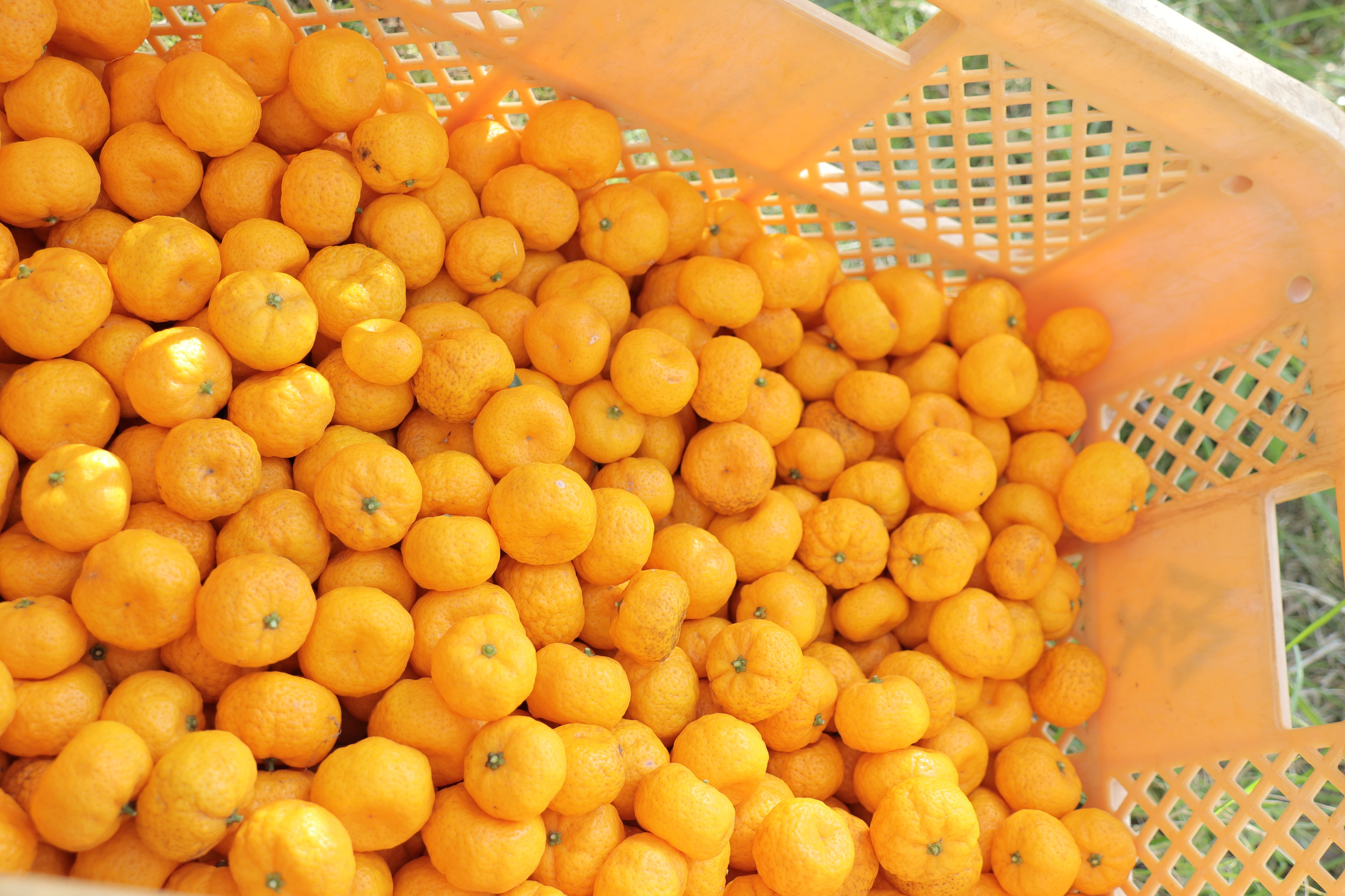 大和橘1kg（農薬不使用） | なら橘プロジェクト推進協議会