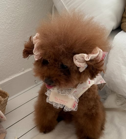 予約【tak!tak!tak!tak!】Milk Pink Eyelet Series ShuShu (2Color)