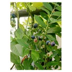 Blueberry Rancocas