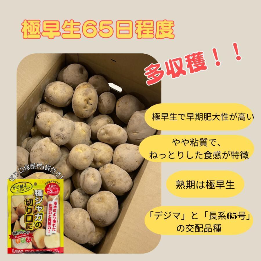 秋ジャガイモ種芋　デジマ　10キロ 秋ジャガイモ種芋 デジマ 10キロ 10kg 種芋 デジマ L玉 出島