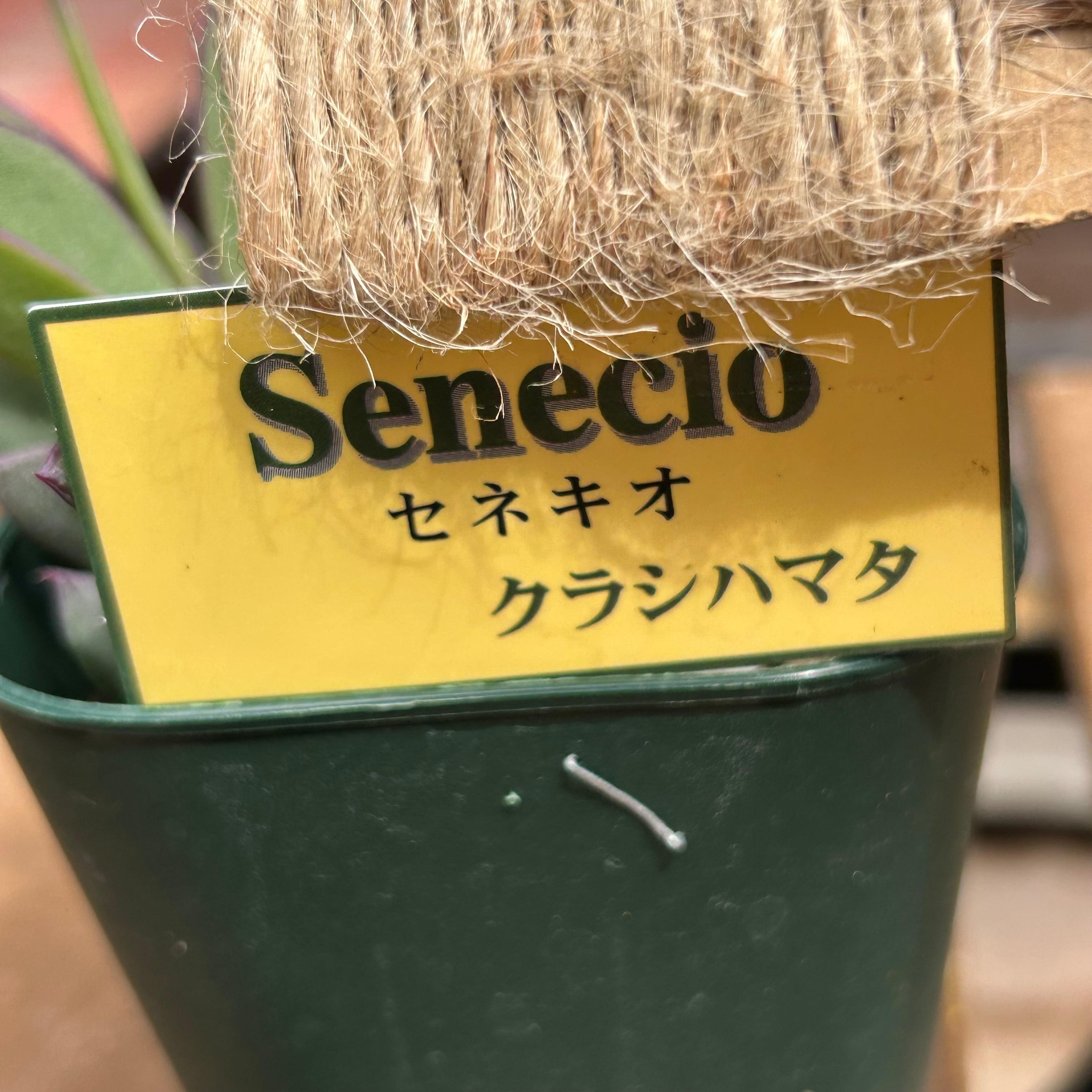 ほしさま専用 ほしさま専用 【公式通販】