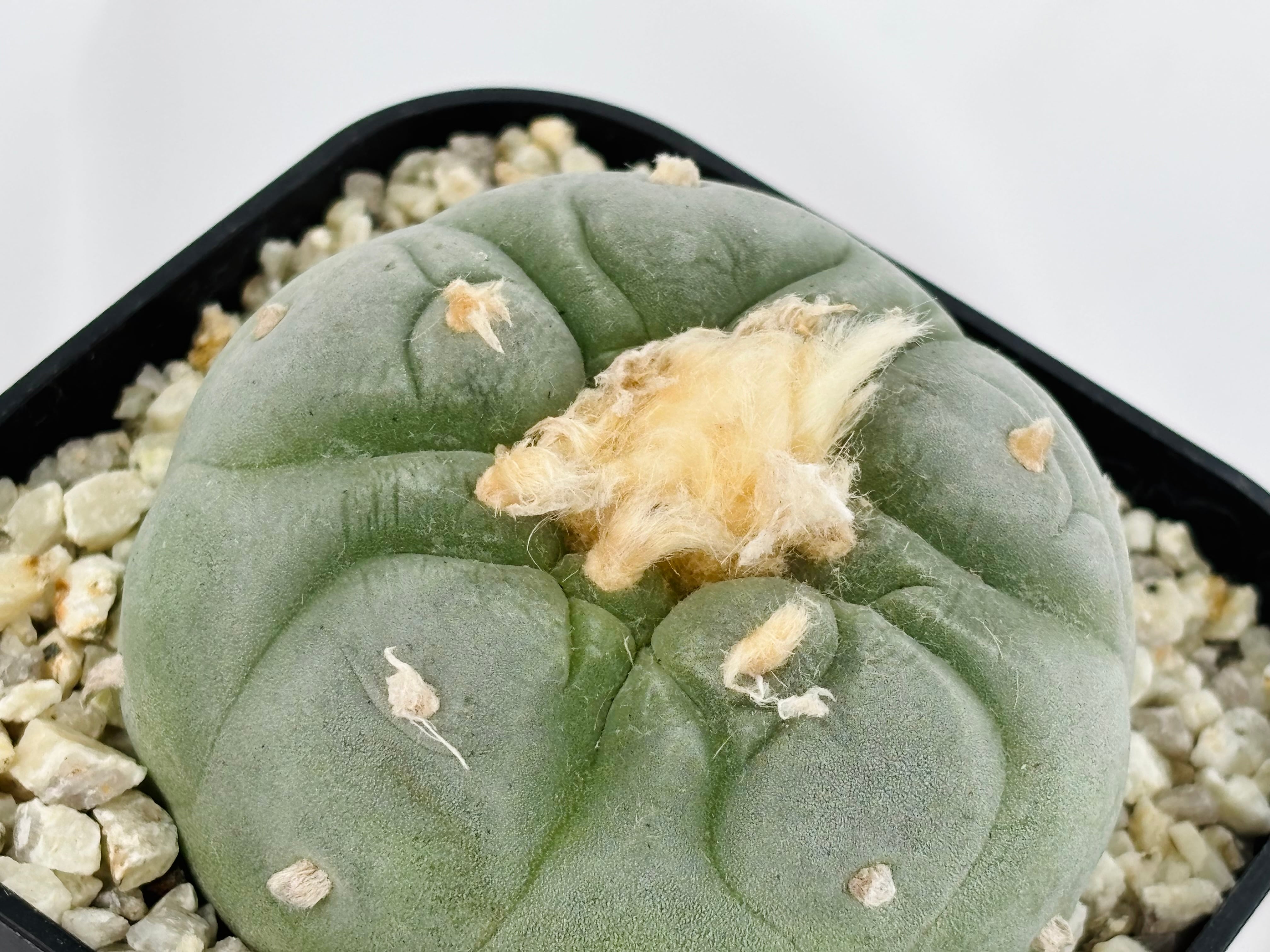 Lophophora williamsii var. decipiens ロフォフォラ 大疣銀冠玉