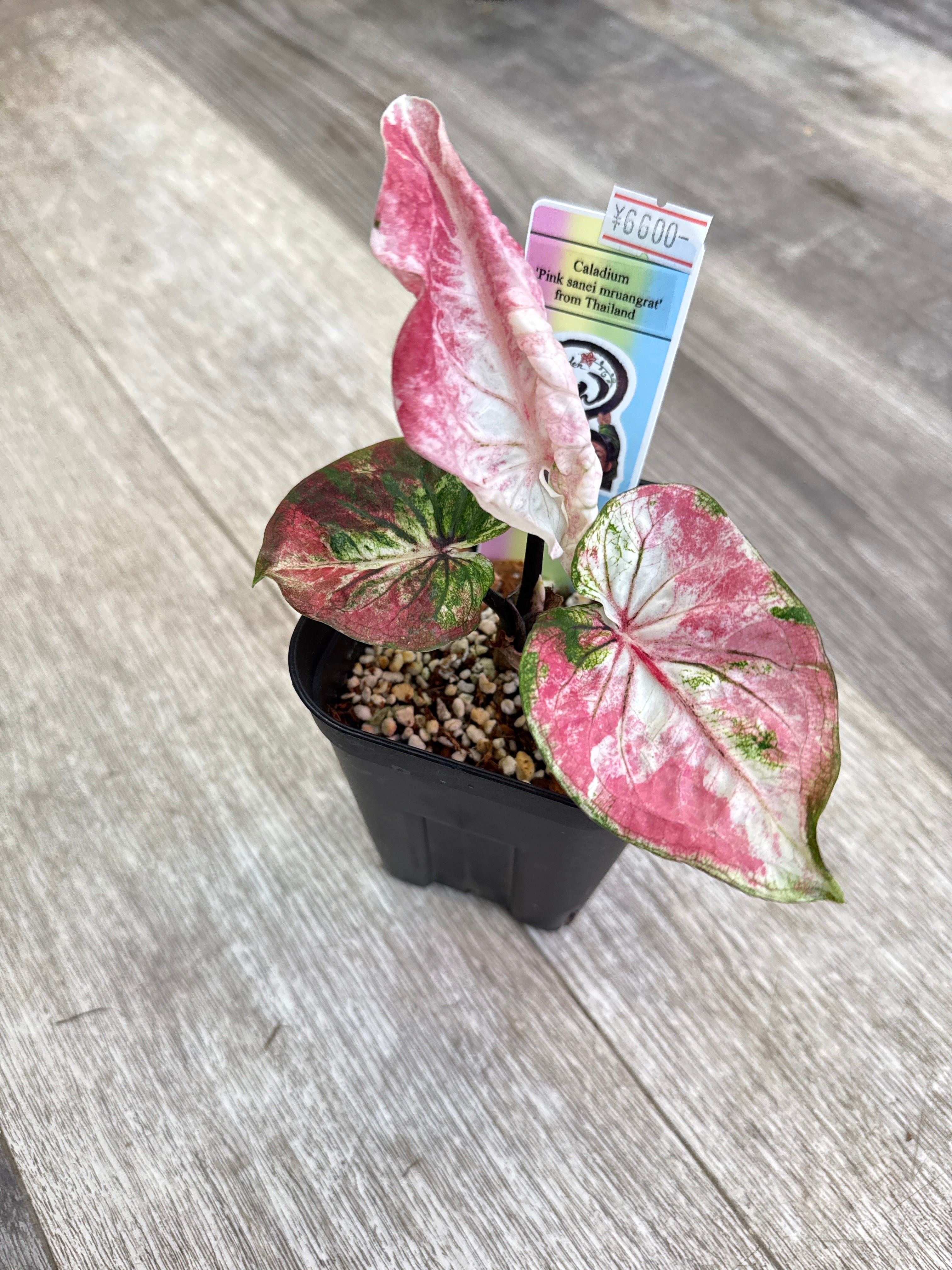 aglaonema 'medusa' | Gardenえん 【観葉熱帯植物】