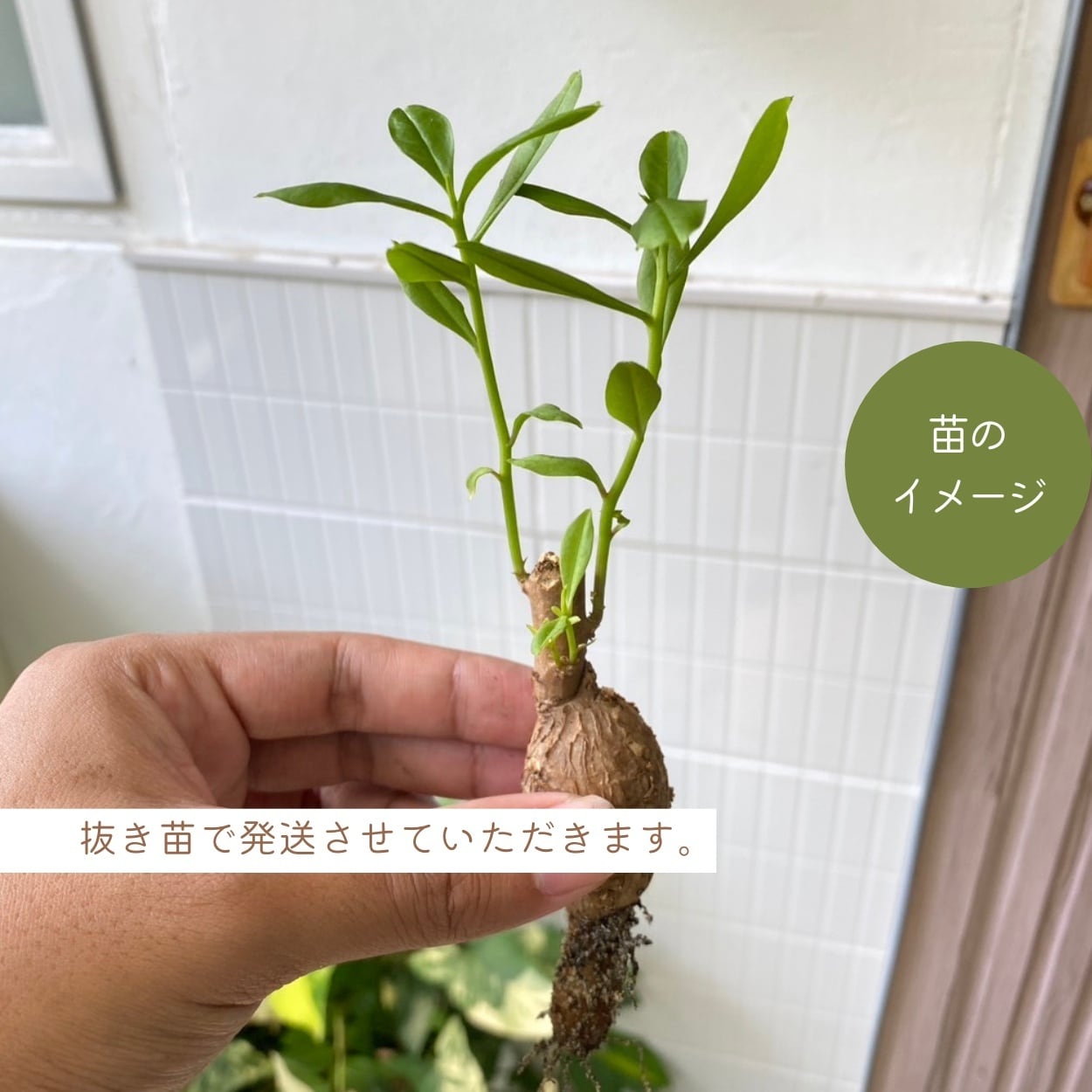 タリナム パニクラーツム 〛Talinum​ Paniculatum 抜き苗 発芽済 塊根