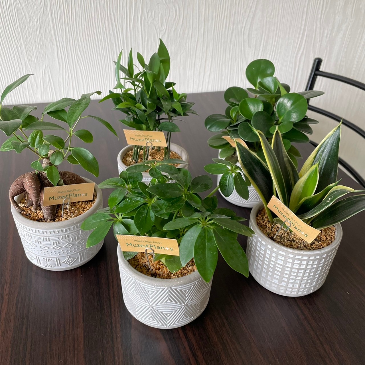 ミニ観葉植物（種類おまかせ） | 大人でちょっと個性的なお花屋さん 