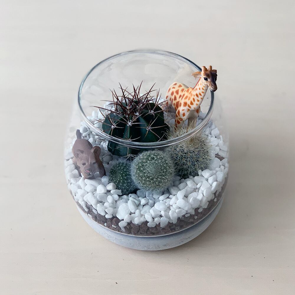 多肉サボテン アニマルセレクション 送料込 よいはな Yoihana 最高品質のお花をお届けするネット通販