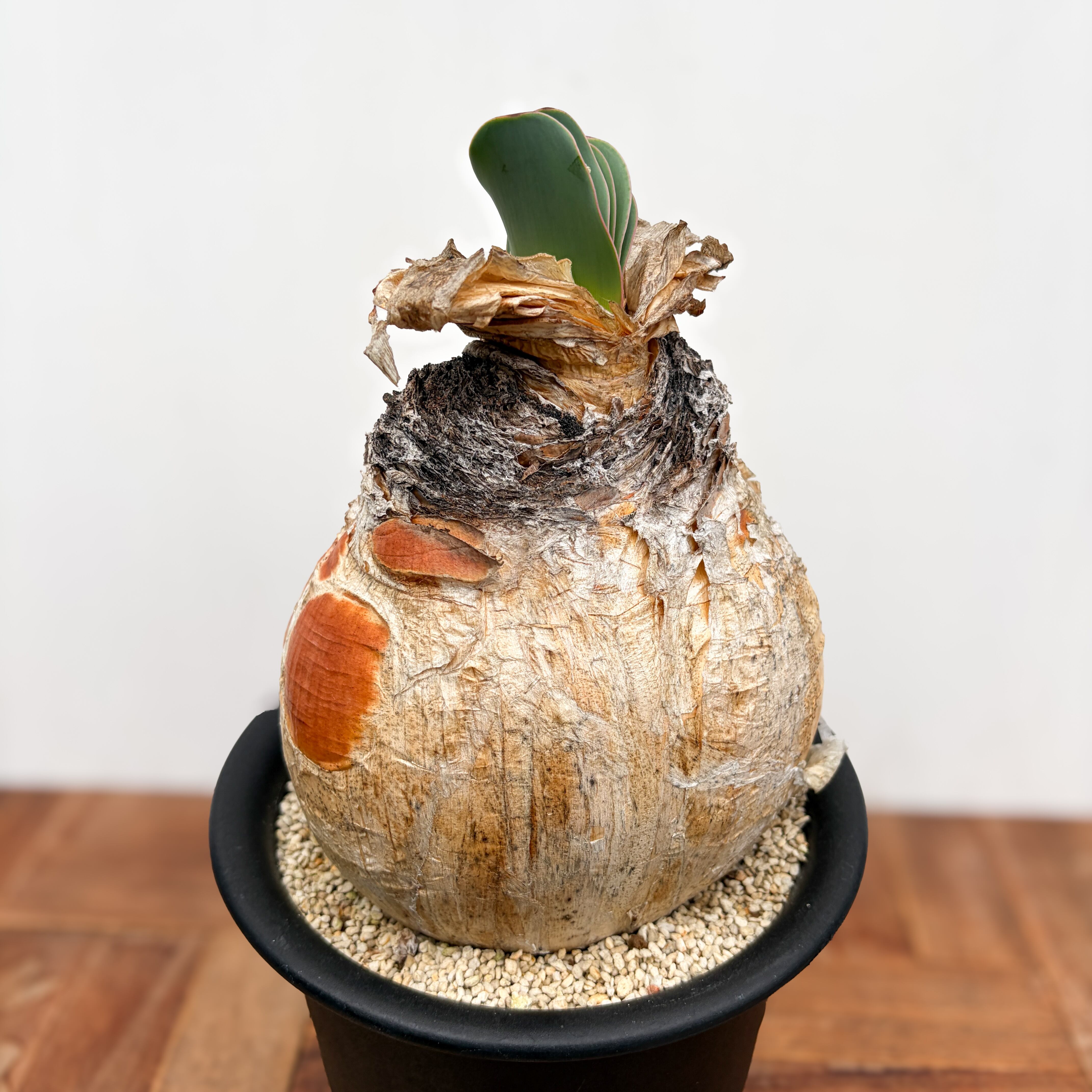 Boophane haemanthoides【ブーファン・ハエマンソイデス】 | RIMO'S