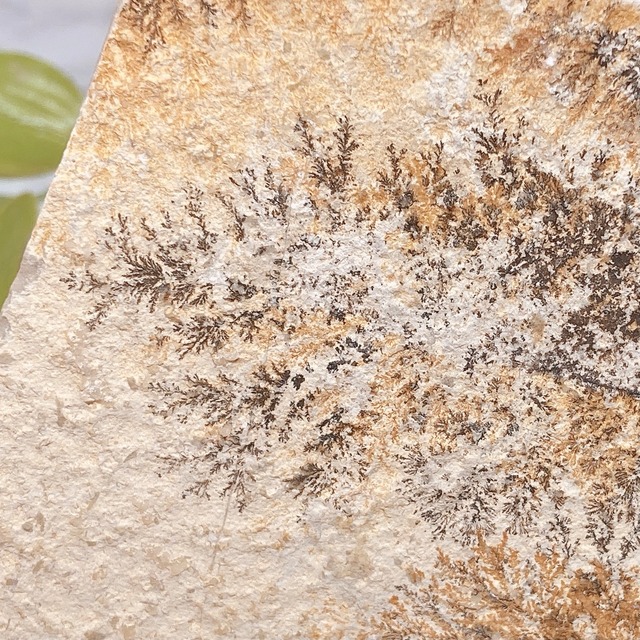 T16 しのぶ石 しのぶ石 デンドライト Dendrite クリスタル ワールド五反田toc店 T16 しのぶ石 しのぶ石 デンドライト Dendrite クリスタル ワールド五反田toc店