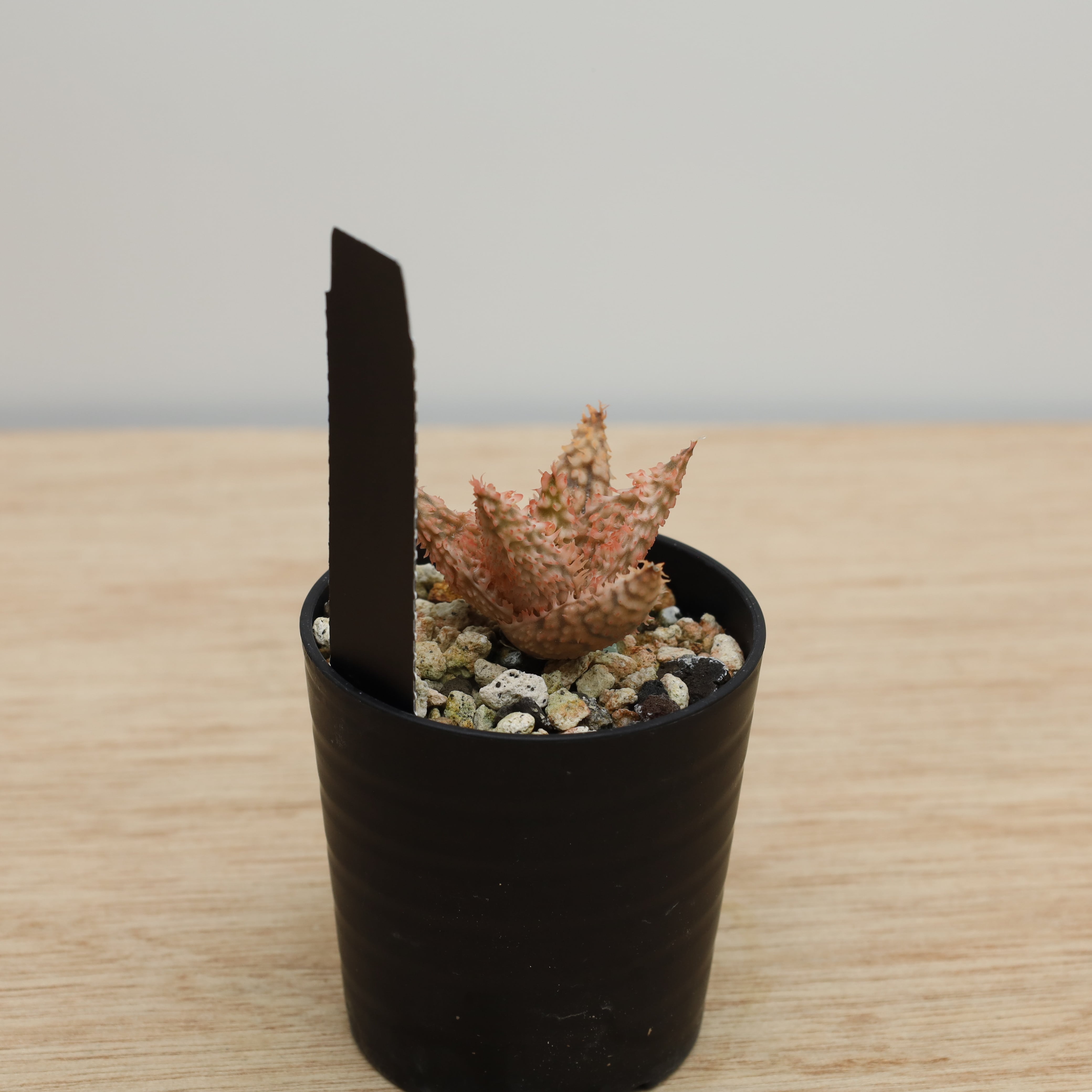 アロエ テンプラ 子株 | THE CORE