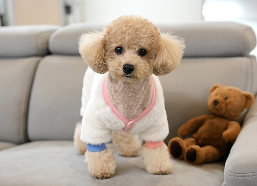 bear fleece all in one S ~ 2XL 2color  /  犬服 秋冬 新作 もこもこ フリース オールインワン 可愛い 犬の服 暖かい ドッグウェア ペット ワンコ服 小型犬 中型犬 猫 ロンパース b60