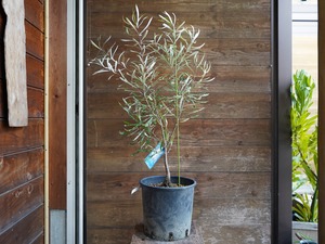 【現物】バンクシア　”リトラリス”