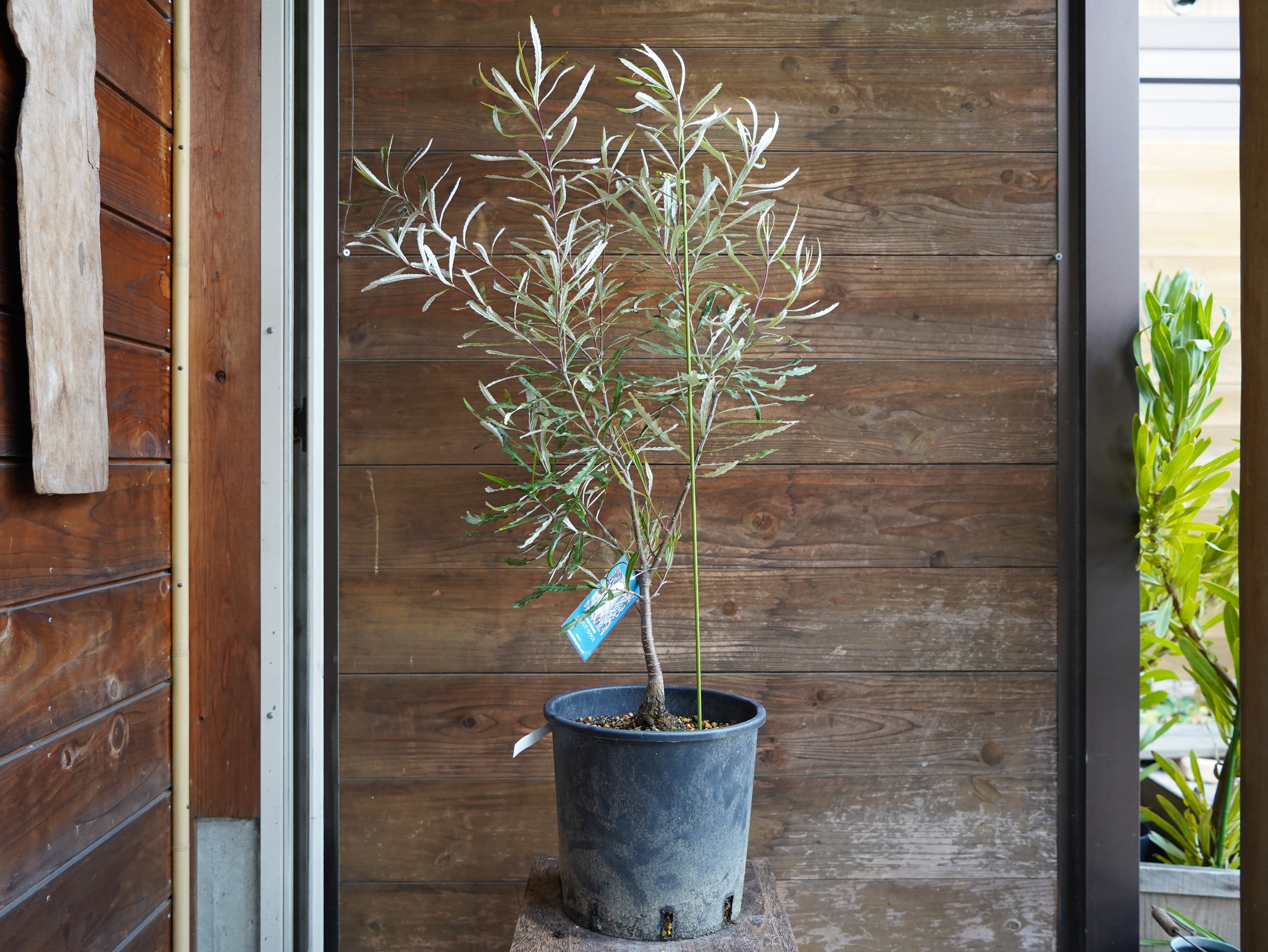 【現物】バンクシア　”リトラリス”