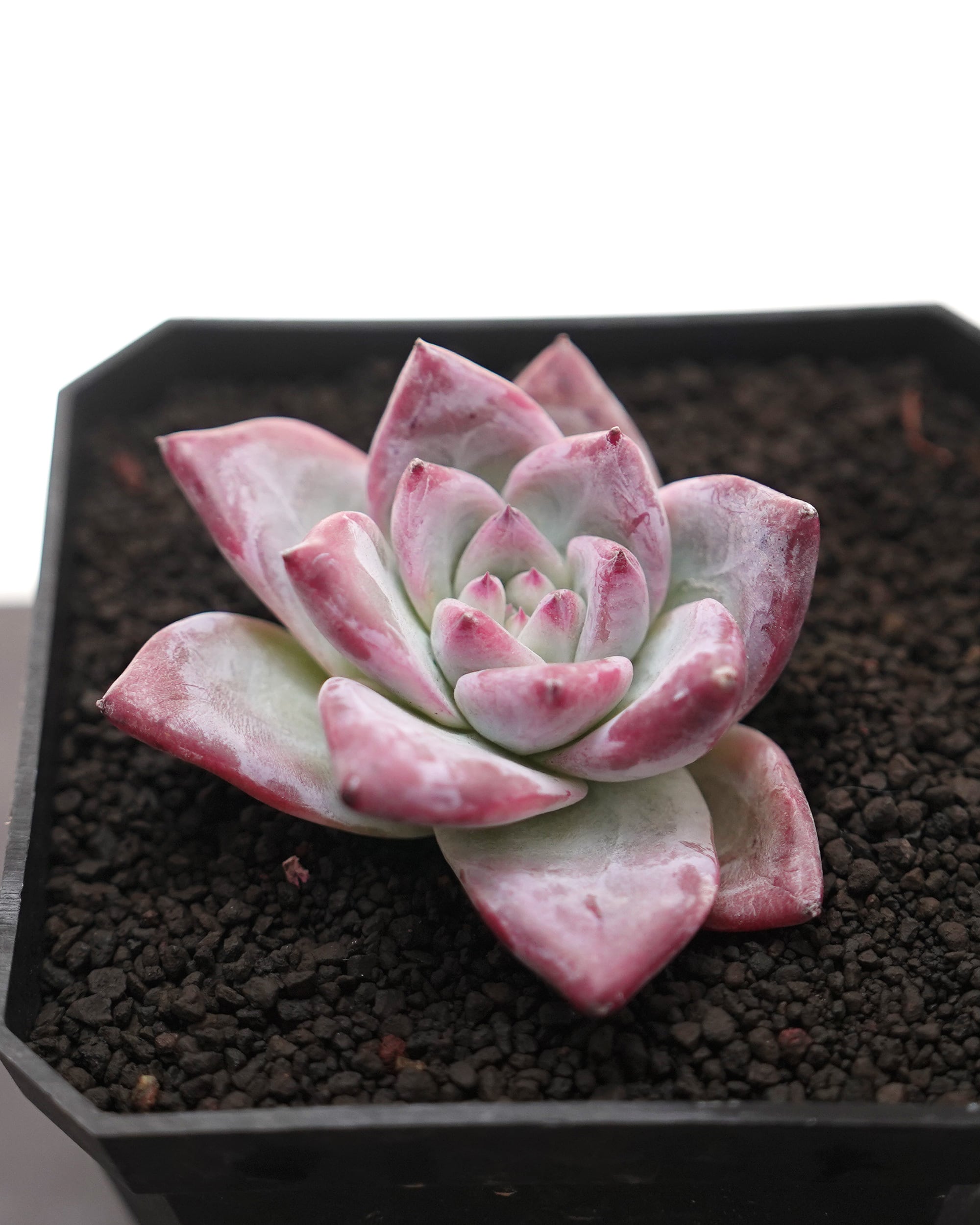 レア種・新品種 | PUKUBOOK SUCCULENTS