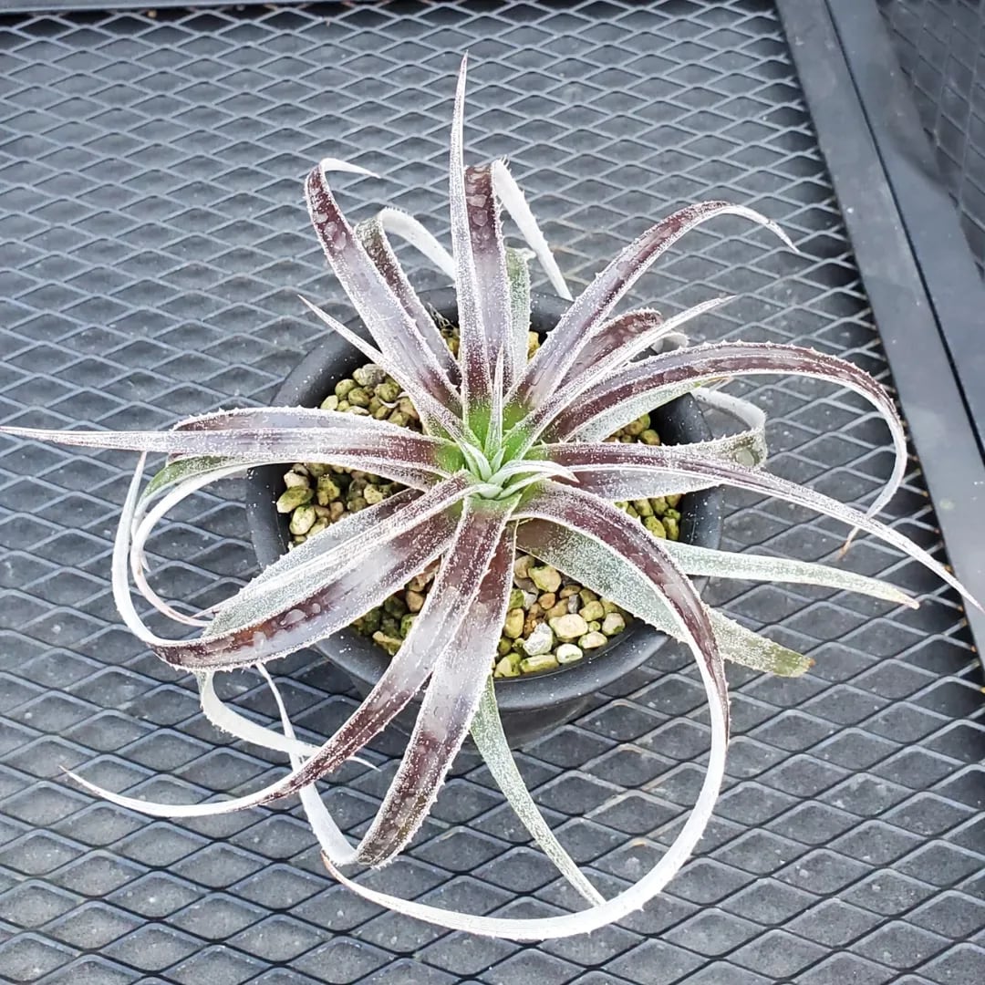 SALE! 12.ディッキア ☆ Dyckia Magic Thorn Sueb Hybrid | Yahoo