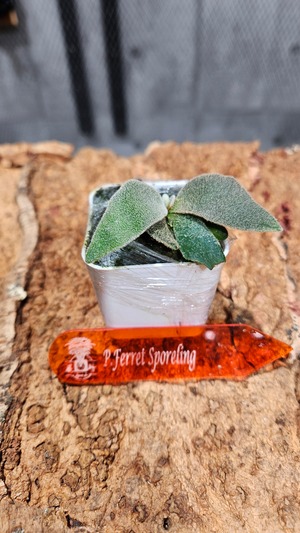 P.Ferret Sporelings 【artPLANTs/Platycerium 】ビカクシダ/Platycerium