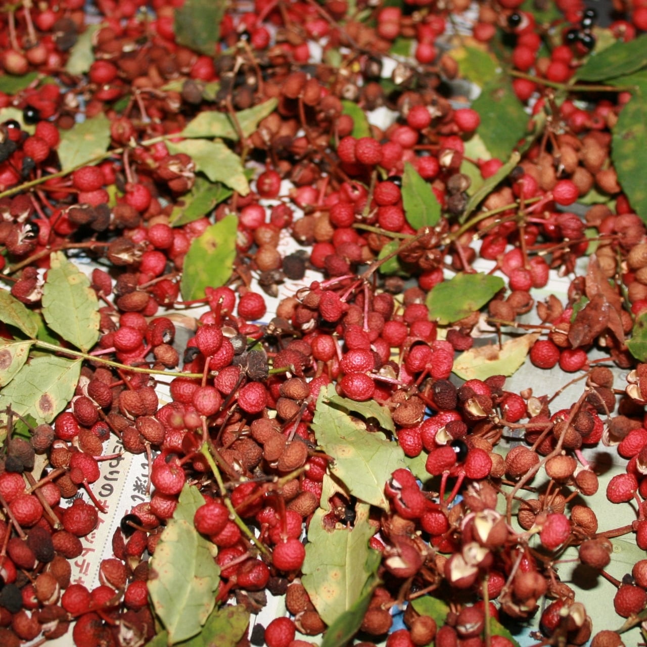 3615●赤み掛かった山椒 1900g 3615○赤み掛かった山椒 1900g