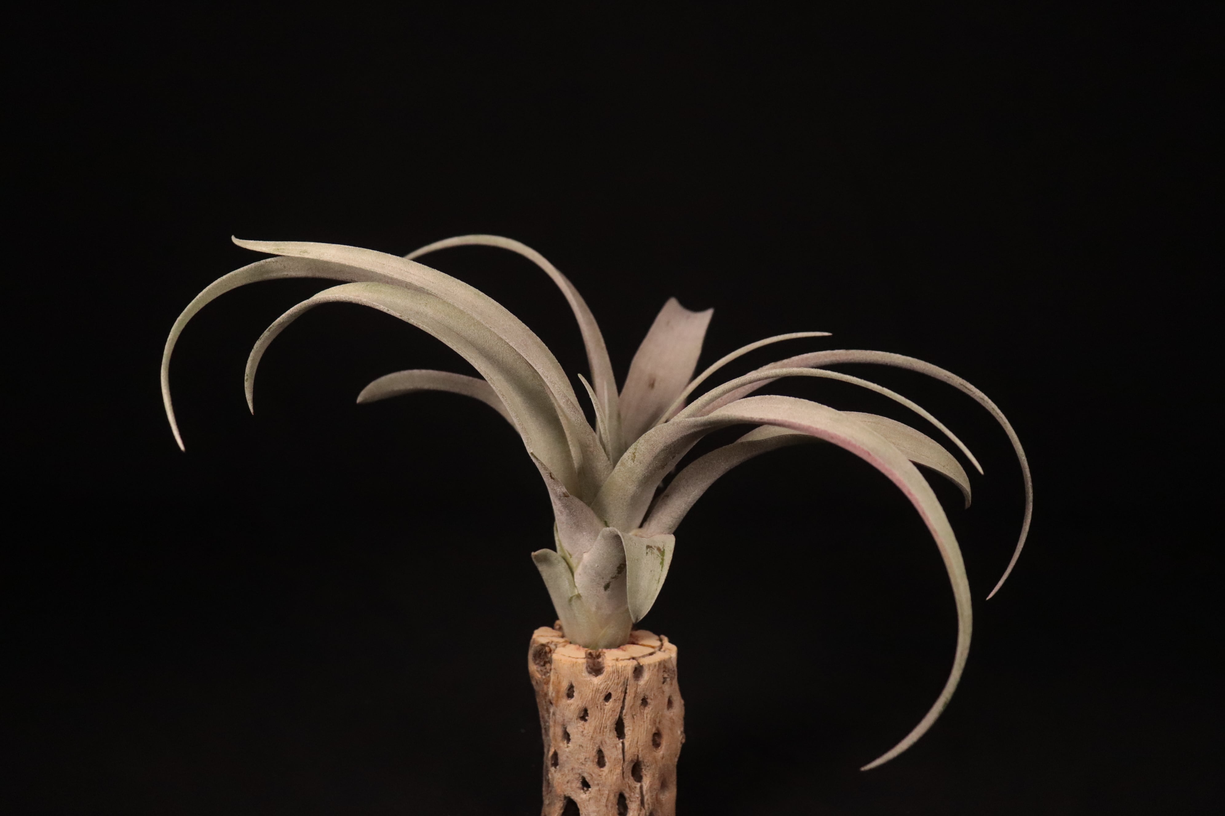 チランジア Coconut Grove 送料無料】'Coconut Grove'〔エアプランツ〕現品発送T4363 | plane plants