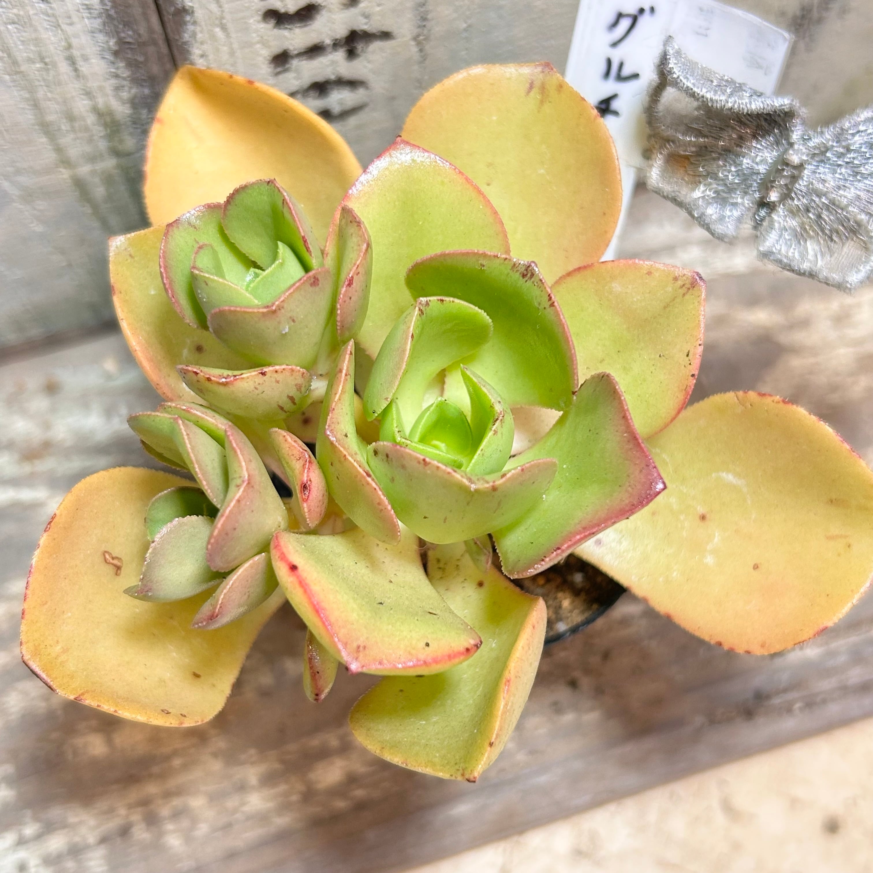 アエオニウム | RuPo 多肉植物専門店