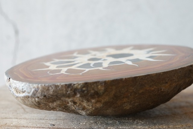 セプタリア　Septaria　754