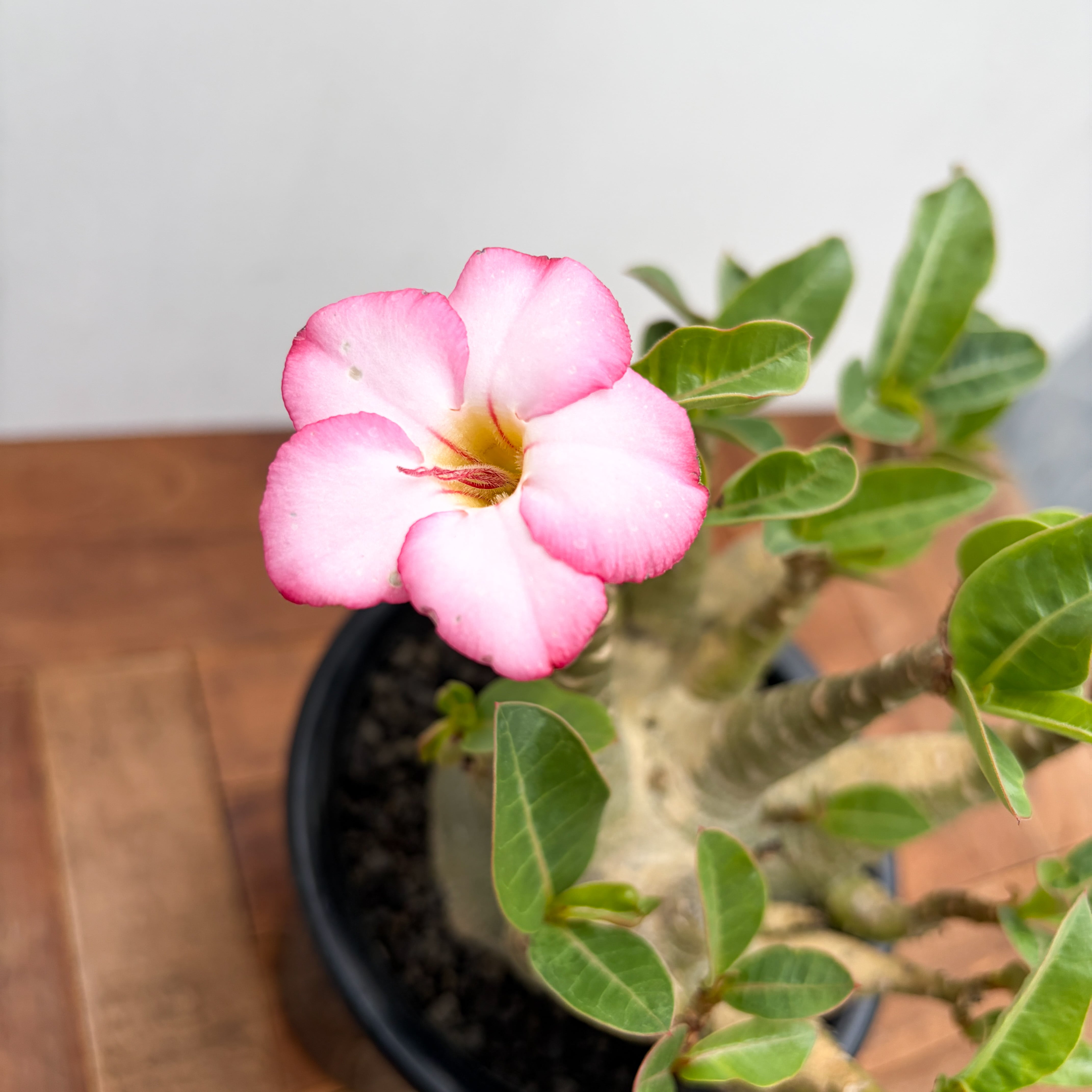 Adenium arabicum 