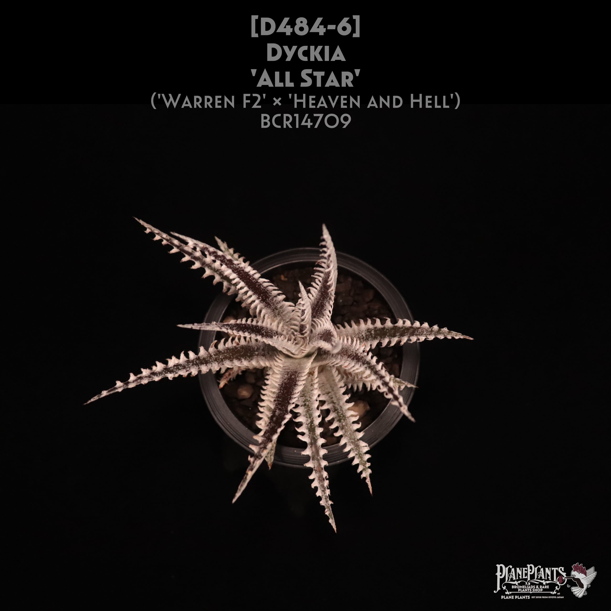 デウテロコニア ローレンチアナ シルバー デウテロコニア ローレンチアナ シルバー F00346_Deuterocohnia