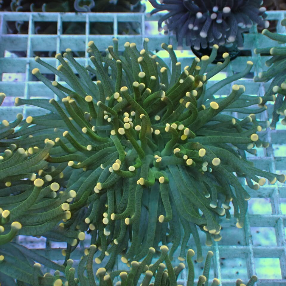 ハナサンゴ / Torch | HOUSE REEF(ハウスリーフ)サンゴ・海水魚・海藻