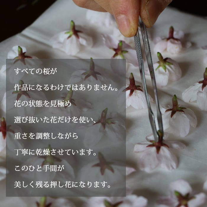 本物のお花の押し花アート｜桜（ソメイヨシノ）フレームギフト | 庄村
