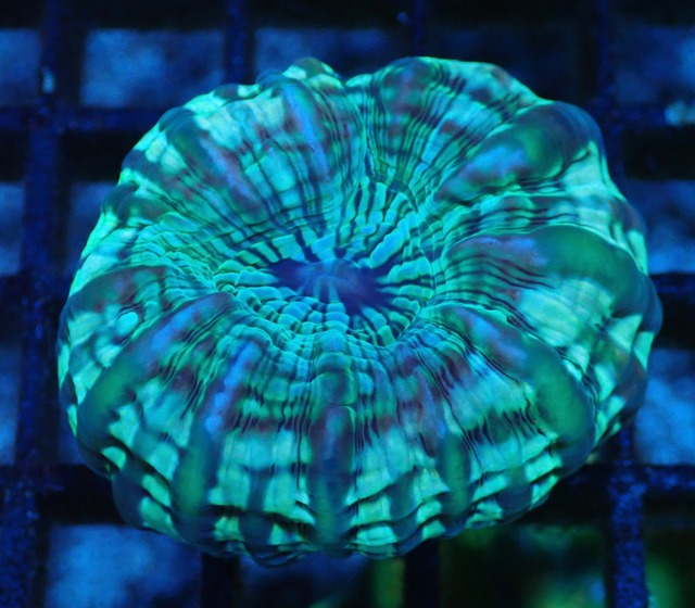 Cynarina Lacrimalis UniqueColor 2
