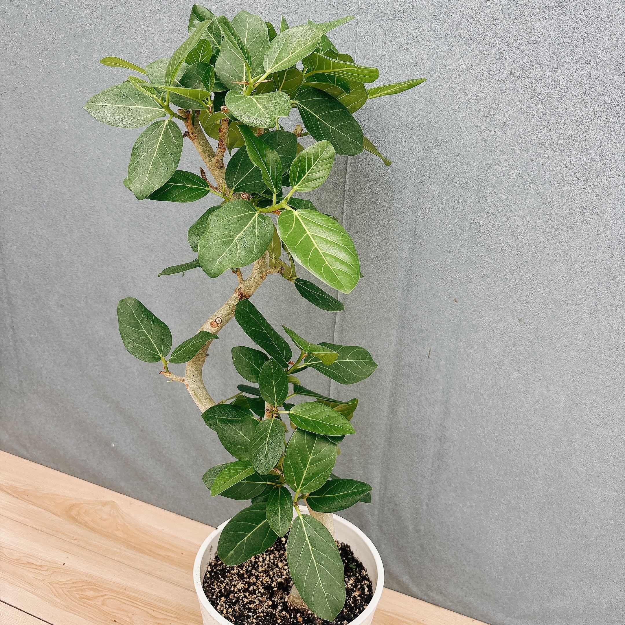 現品］7番 フィカス ベンガレンシス 曲がり 8号 観葉植物 室内 ゴムの