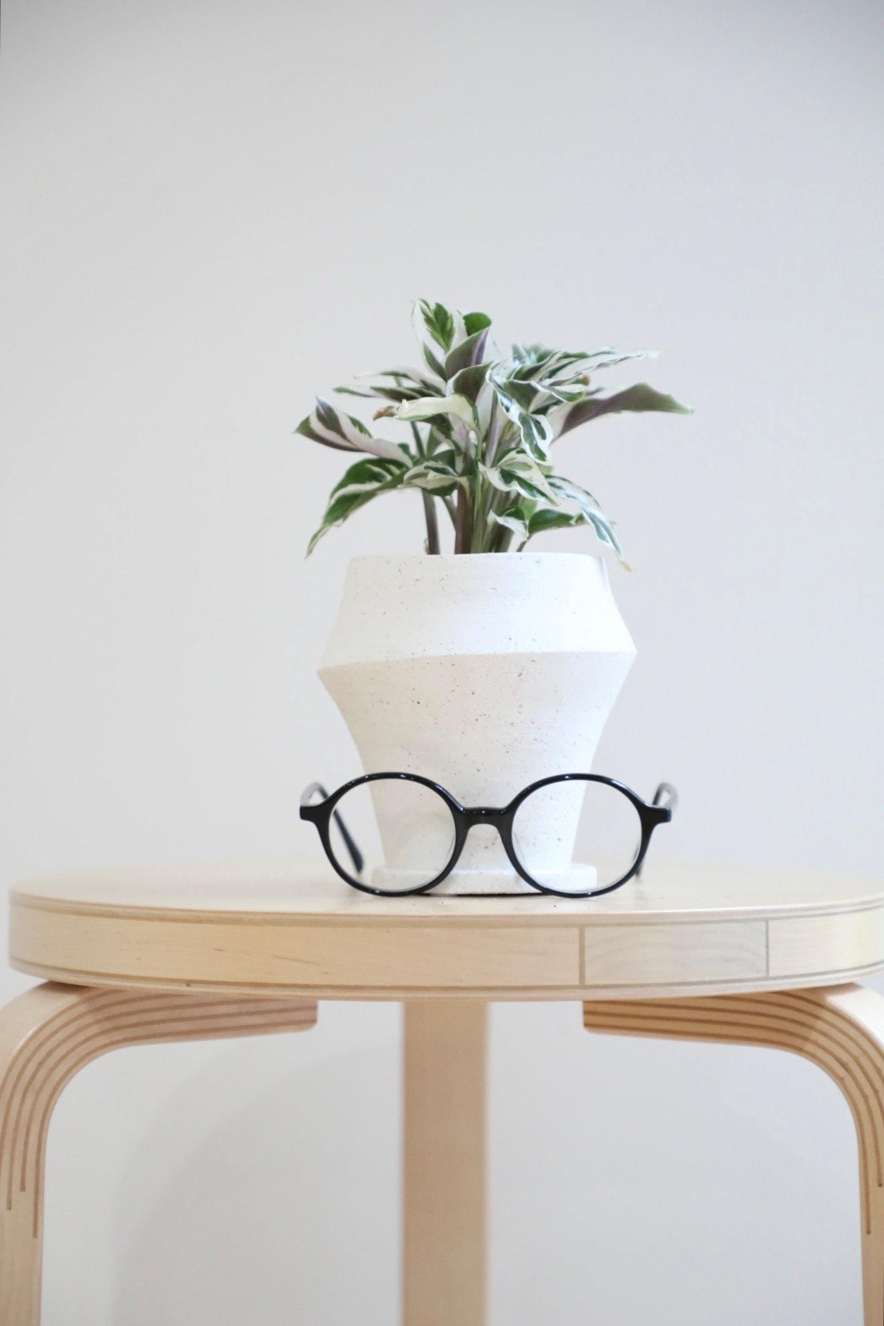 【S】カラテア ホワイトフュージョン