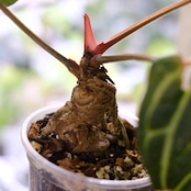 Anthurium Carlablackiae / アンスリウム カーラブラッキー⑪│観葉植物